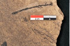 Foto (Detailansicht) von Sequoia hardtii Endl. (NHMW-GEO-2024-0188-8249)